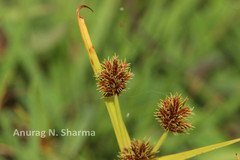 Cyperus squarrosus